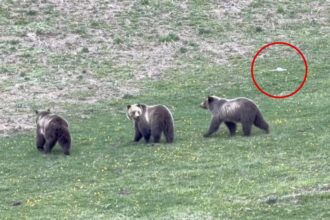 Jerk drone operator caught on video harassing mama grizzly and cubs at Yellowstone — leaving tourists ‘madder than hell’