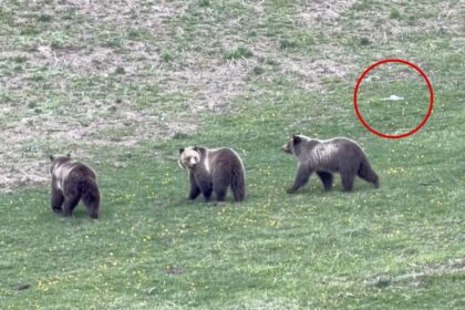 Jerk drone operator caught on video harassing mama grizzly and cubs at Yellowstone — leaving tourists ‘madder than hell’