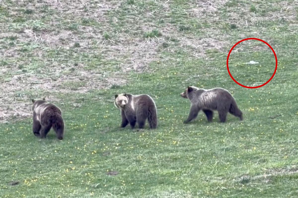 Jerk drone operator caught on video harassing mama grizzly and cubs at Yellowstone — leaving tourists ‘madder than hell’