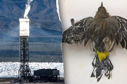 Obama-era ‘clean energy’ solar power plant still uses fossil fuels – and kills thousands of birds annually