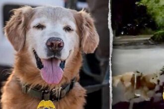 Police dog follows his nose to find missing autistic teen screaming for help