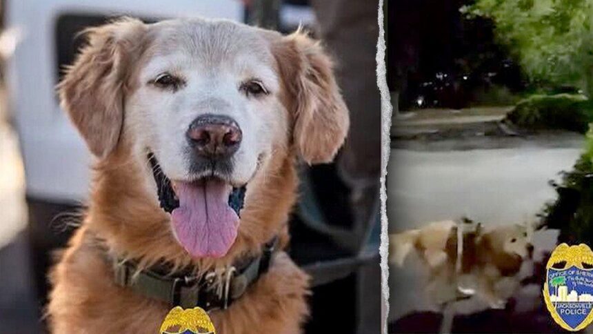 Police dog follows his nose to find missing autistic teen screaming for help
