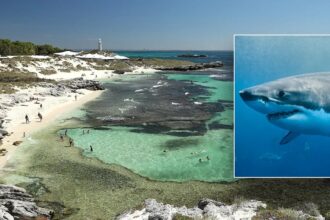 Man dies after attack by 13-foot great white shark near popular island resort: officials