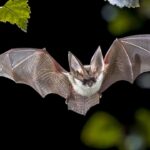 California neighborhood on alert after bat found near sidewalk tests positive for rabies virus