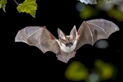 California neighborhood on alert after bat found near sidewalk tests positive for rabies virus