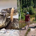 Hiker airlifted after terrifying rattlesnake bite on remote trail as incidents surge in area
