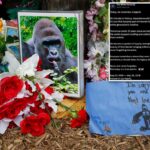 White House commemorates ‘true patriot’ Harambe on what would have been gorilla’s 27th birthday in bizarre post: ‘Rest easy’