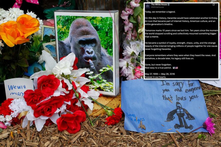 White House commemorates ‘true patriot’ Harambe on what would have been gorilla’s 27th birthday in bizarre post: ‘Rest easy’