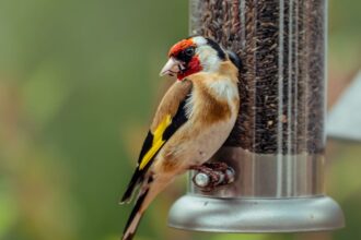 Don’t Know Where to Put Your Bird Feeder? This Is What a Wildlife Expert Recommends