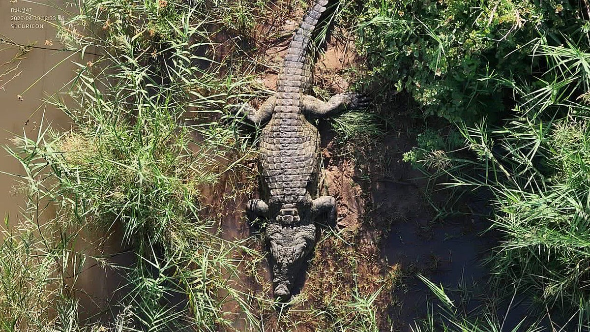 Overhead view of a large crocodile lying in mud and tall green grass