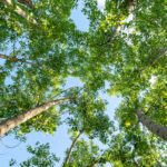 One in six plant species on Earth at risk of dying out within 75 years: new study
