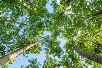 One in six plant species on Earth at risk of dying out within 75 years: new study