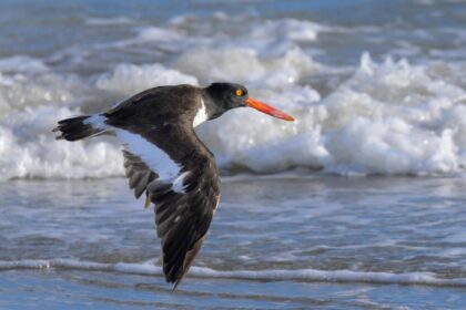 Jersey Shore beach roped off to protect nesting birds just in time for Memorial Day weekend
