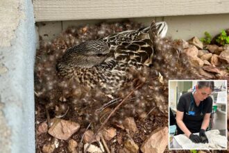 Here’s what to do — and not to do — if you find an animal nesting near your home this spring