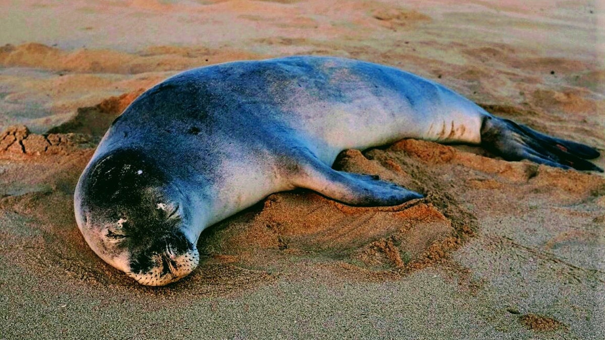 A Hawaiian monk seal sleeping on a sandy beach in Hawaii