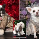 Can you guess these pups’ A-list muses — as the Pet Gala takes NYC?