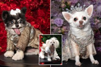 Can you guess these pups’ A-list muses — as the Pet Gala takes NYC?