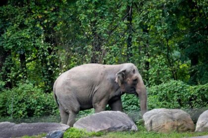 Bronx Zoo’s Happy the Elephant, behind infamous ‘person’ lawsuit, euthanized