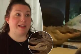 Two alligators caught on video brawling on Florida mother’s front porch — just feet from sleeping baby inside