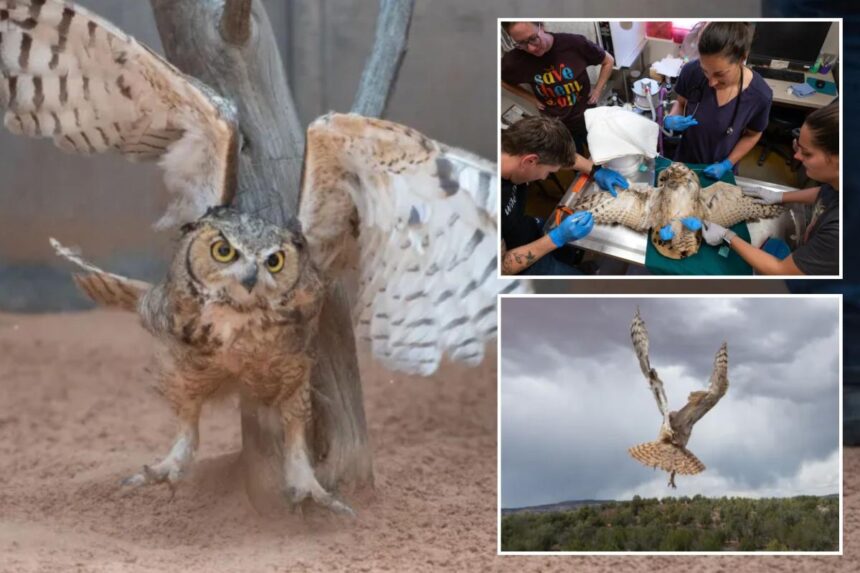 Owl found stuck in a concrete mixer in Utah is on the mend and flying free