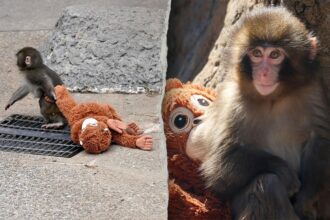 American tourists arrested in Japan after alleged break-in at viral monkey Punch’s enclosure