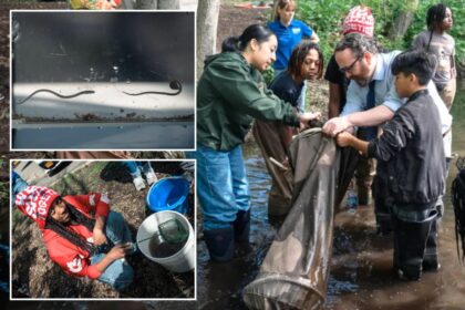 Exclusive | Slippery slope: Cold winter affects NYC migration of this nearly see-through fish