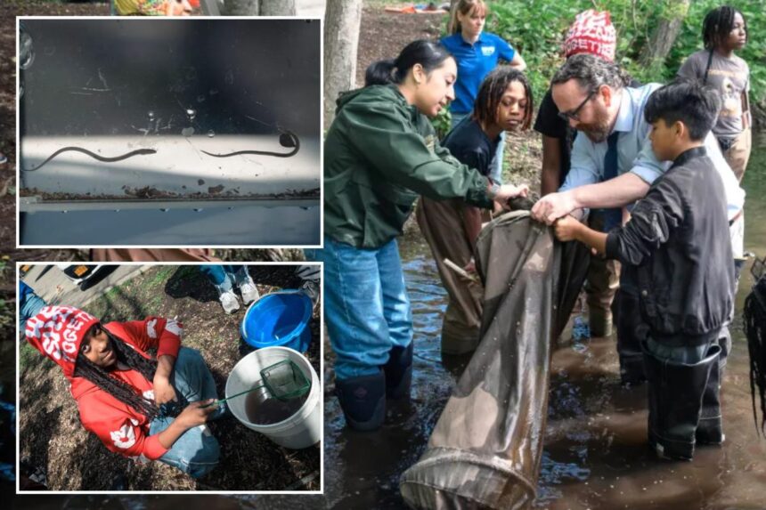 Exclusive | Slippery slope: Cold winter affects NYC migration of this nearly see-through fish