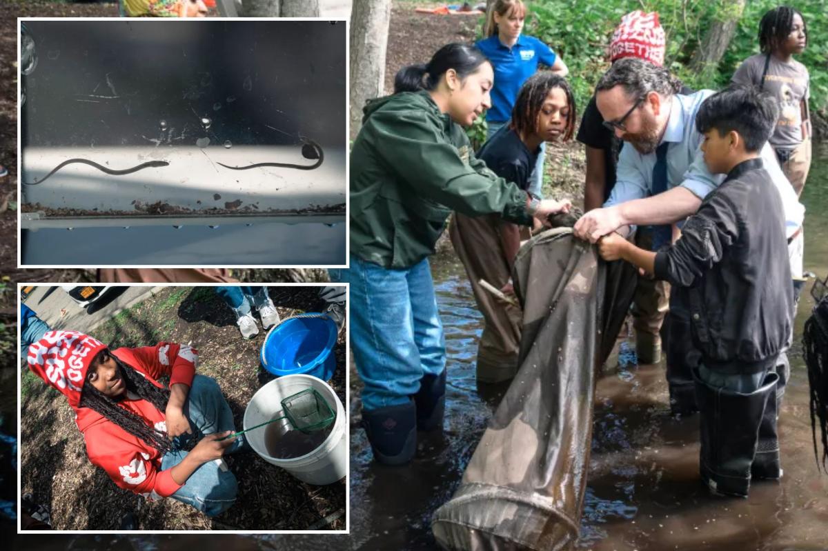 Exclusive | Slippery slope: Cold winter affects NYC migration of this nearly see-through fish