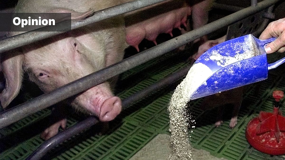 China understands food security — the EU does not