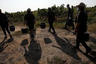 Gangmasters and extreme violence: Four farm workers murdered in Italy