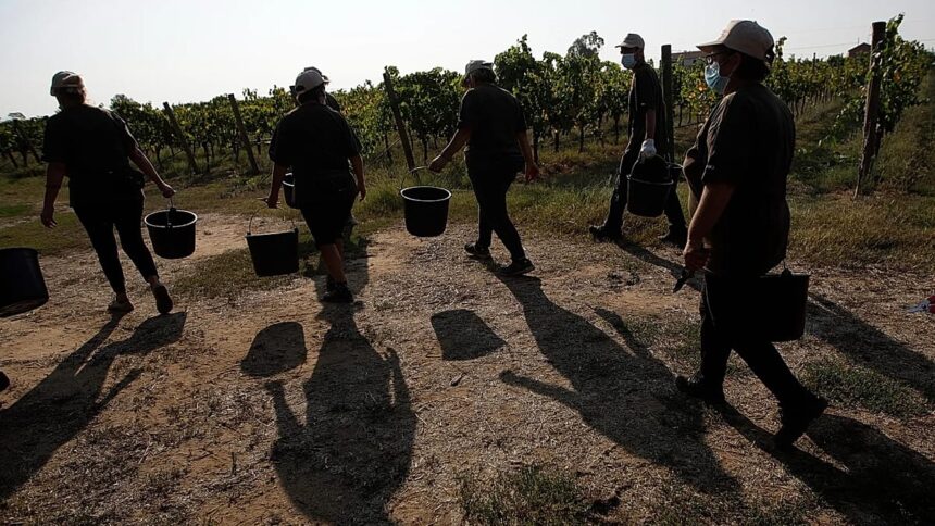 Gangmasters and extreme violence: Four farm workers murdered in Italy