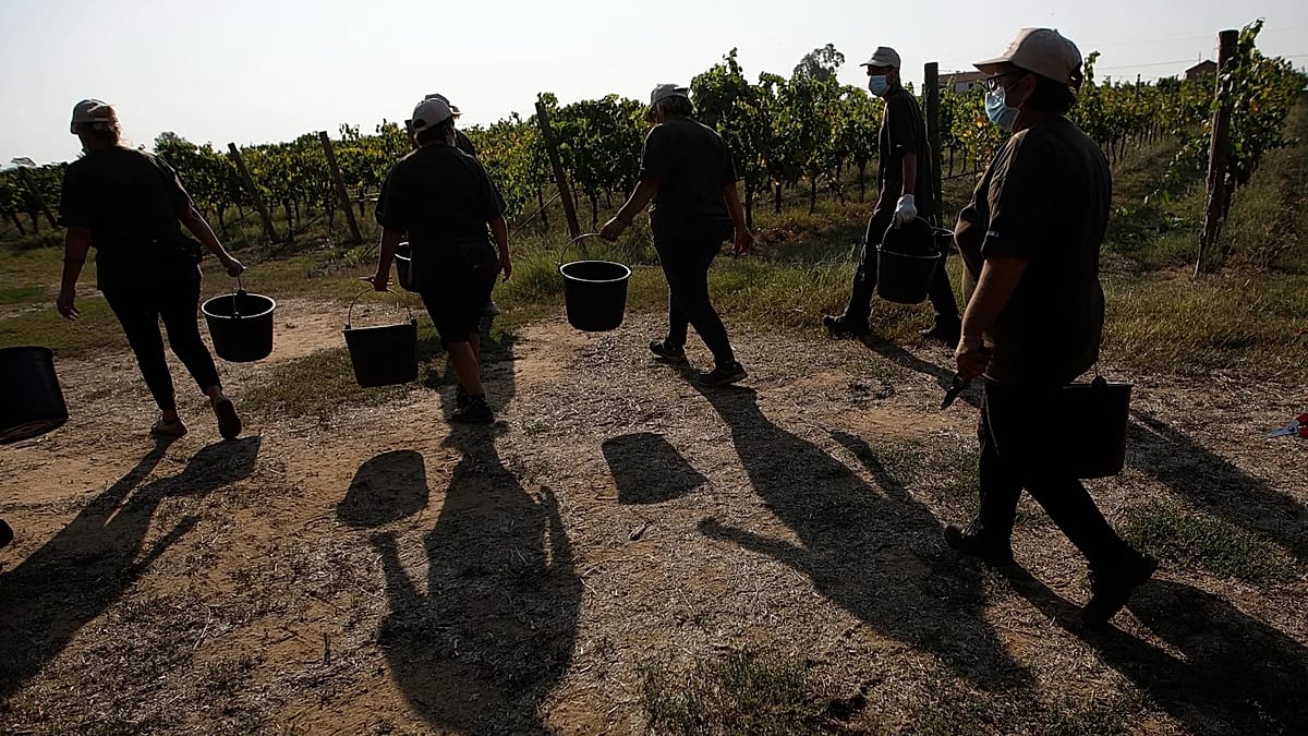 Gangmasters and extreme violence: Four farm workers murdered in Italy