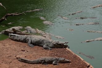UK police arrest man after toddler ‘ended up’ in crocodile pen at zoo