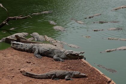 UK police arrest man after toddler ‘ended up’ in crocodile pen at zoo