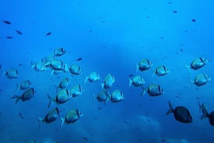 The EU’s €92 million bid for a global ocean intelligence network