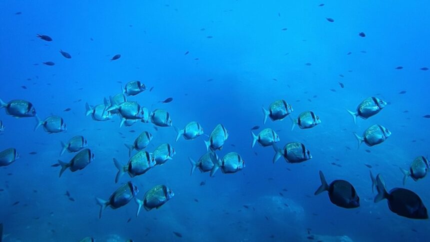 The EU’s €92 million bid for a global ocean intelligence network