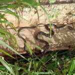 A snake invasion is threatening Ibiza and Mallorca
