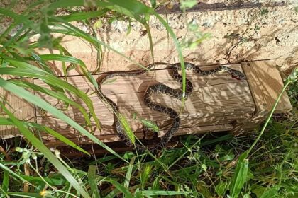 A snake invasion is threatening Ibiza and Mallorca