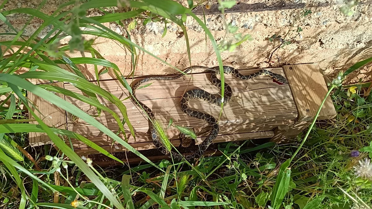 A snake invasion is threatening Ibiza and Mallorca