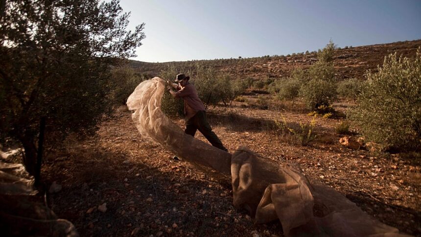 Can EU countries restrict or ban Israeli settlement imports?