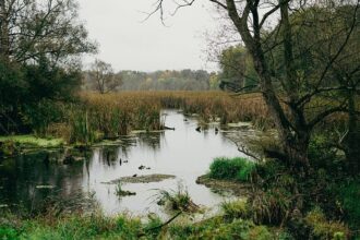 Almost like minefields: Europe’s peatlands gain military importance