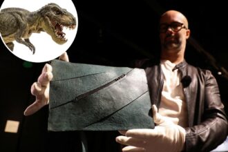 Bona fide T. rex leather purse is going up for auction — and it could fetch 0K