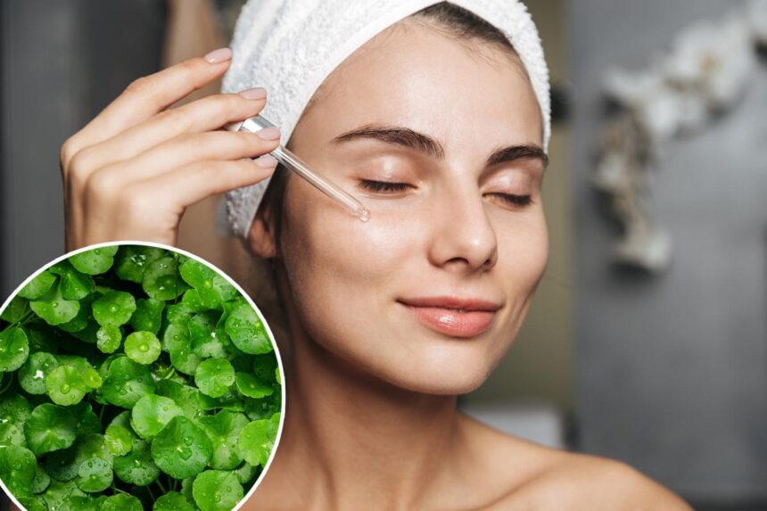 What is the ‘herb of longevity’? All about the trendy Korean skincare staple