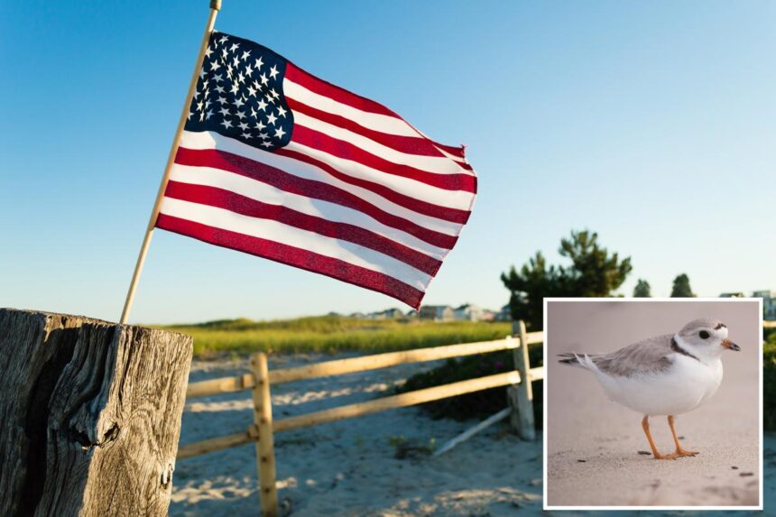 Homeowners in coastal town fuming at warning against July 4 flags that could harm endangered birds