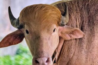 Albino buffalo nicknamed ‘Donald Trump’ becomes sensation at Bangladesh’s national zoo for its blond hair