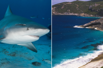 Spearfisherman killed by suspected 15-foot shark after third fatal attack in less than a month