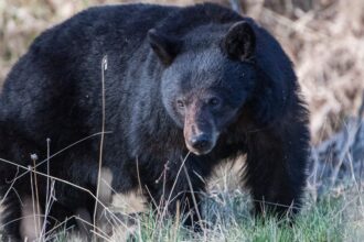 California couple fights off 70-pound black bear with hatchet and water bottle outside their home