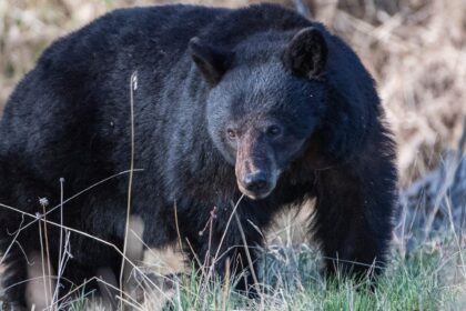 California couple fights off 70-pound black bear with hatchet and water bottle outside their home
