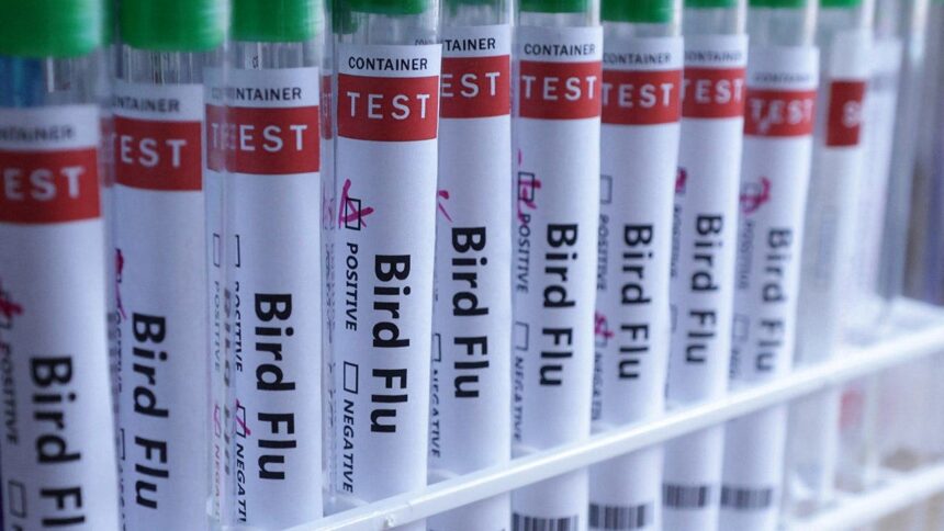 H5N1 bird flu confirmed in Australia for the first time, meaning virus has now reached every continent