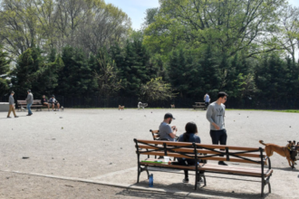 Man dead, another critical after double stabbing at Brooklyn park as police detain person of interest: NYPD